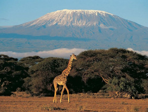 Kilimanjaro Image